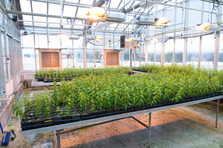 Illustration for article titled Emory Greenhouse